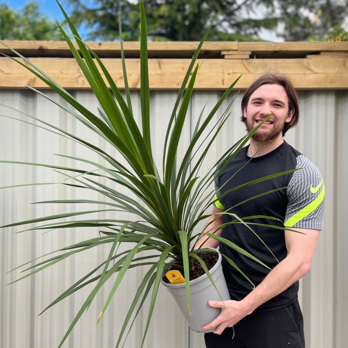 Cordyline australis Peko - Green (3 sizes available)