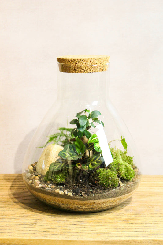 LAB Jar terrarium kit - 24x23cm