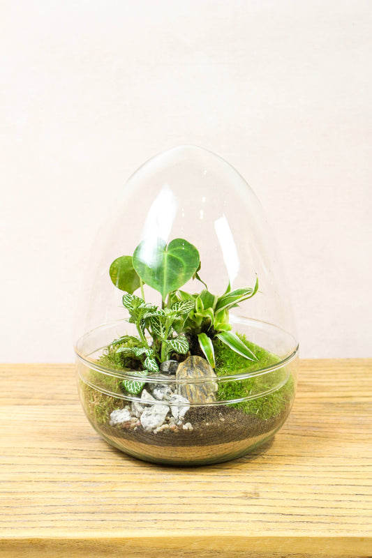 Large glass egg terrarium kit - 26cm