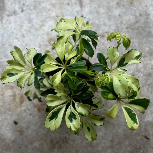 Schefflera arboricola 'Janine' (Umbrella plant)