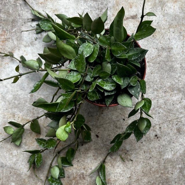 Hoya krohniana 'Splash'