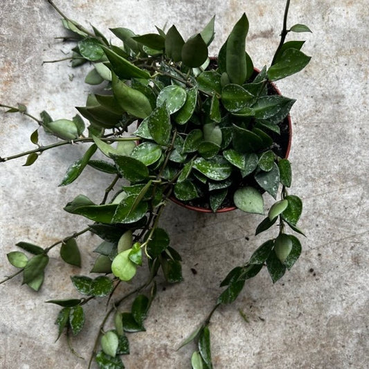 Hoya krohniana 'Splash'