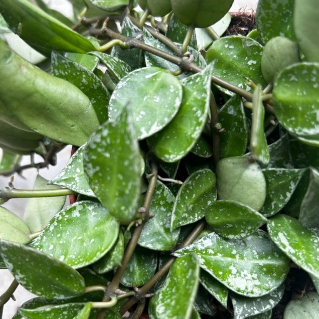 Hoya krohniana 'Splash'