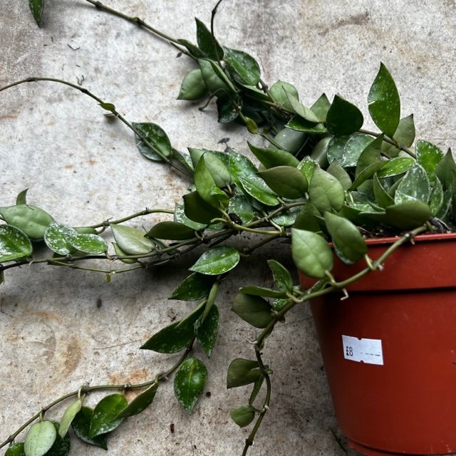 Hoya krohniana 'Splash'