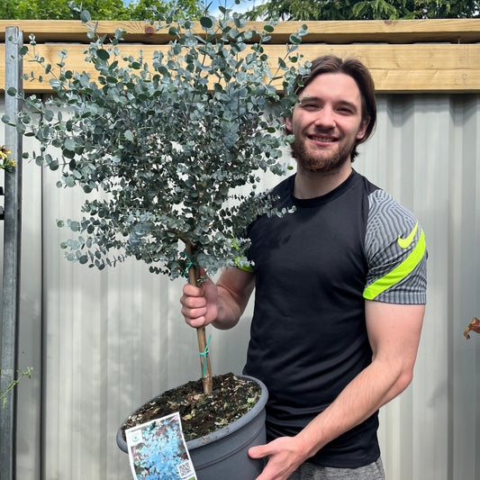 Eucalyptus Tree | Hardy Potted Patio Tree | Eucalyptus Gunnii Azura | 1-1.2m