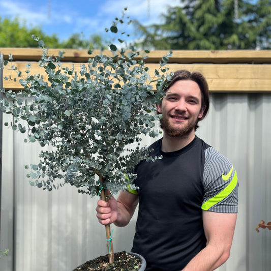 Eucalyptus Tree | Hardy Potted Patio Tree | Eucalyptus Gunnii Azura | 1-1.2m