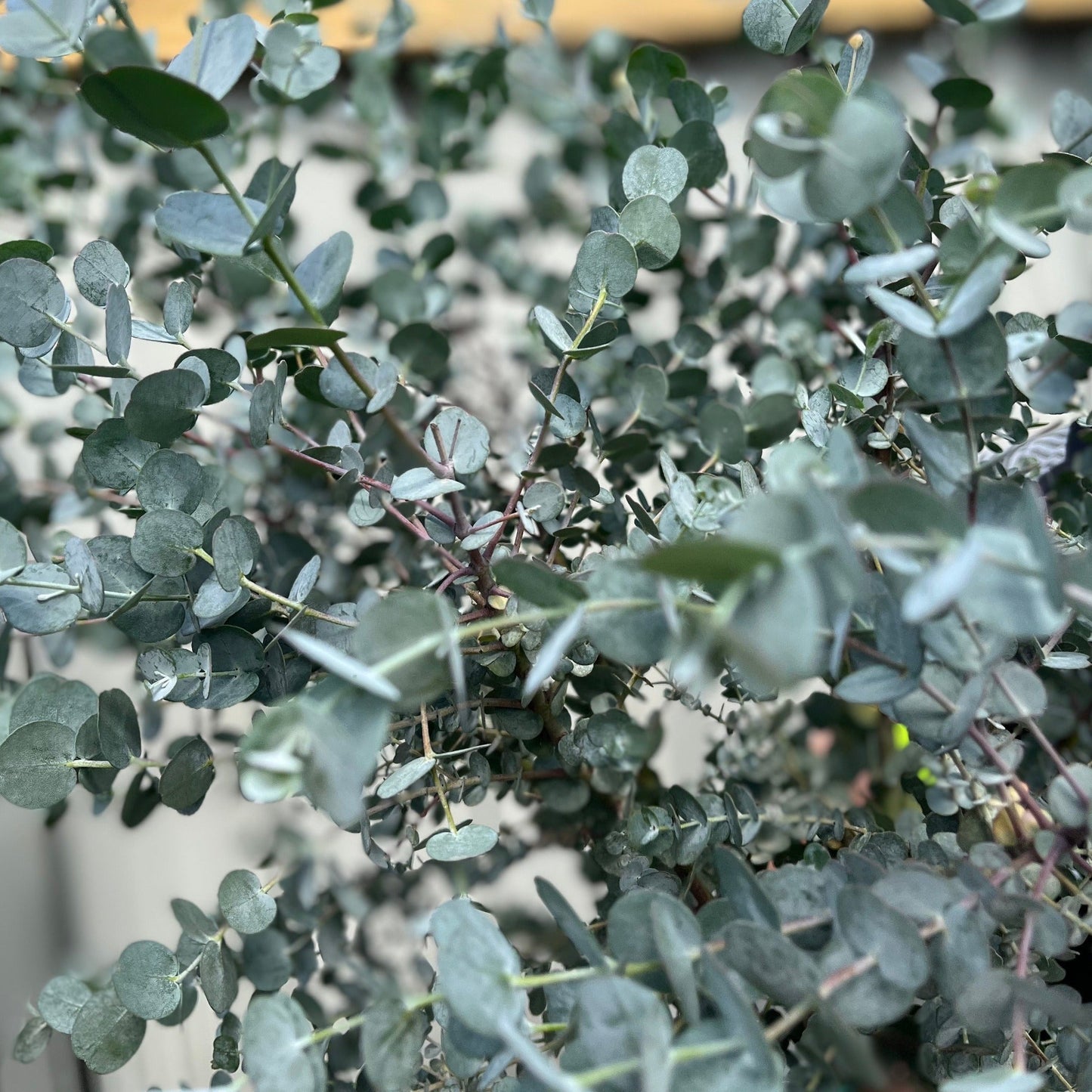 Eucalyptus Tree | Hardy Potted Patio Tree | Eucalyptus Gunnii Azura | 1-1.2m
