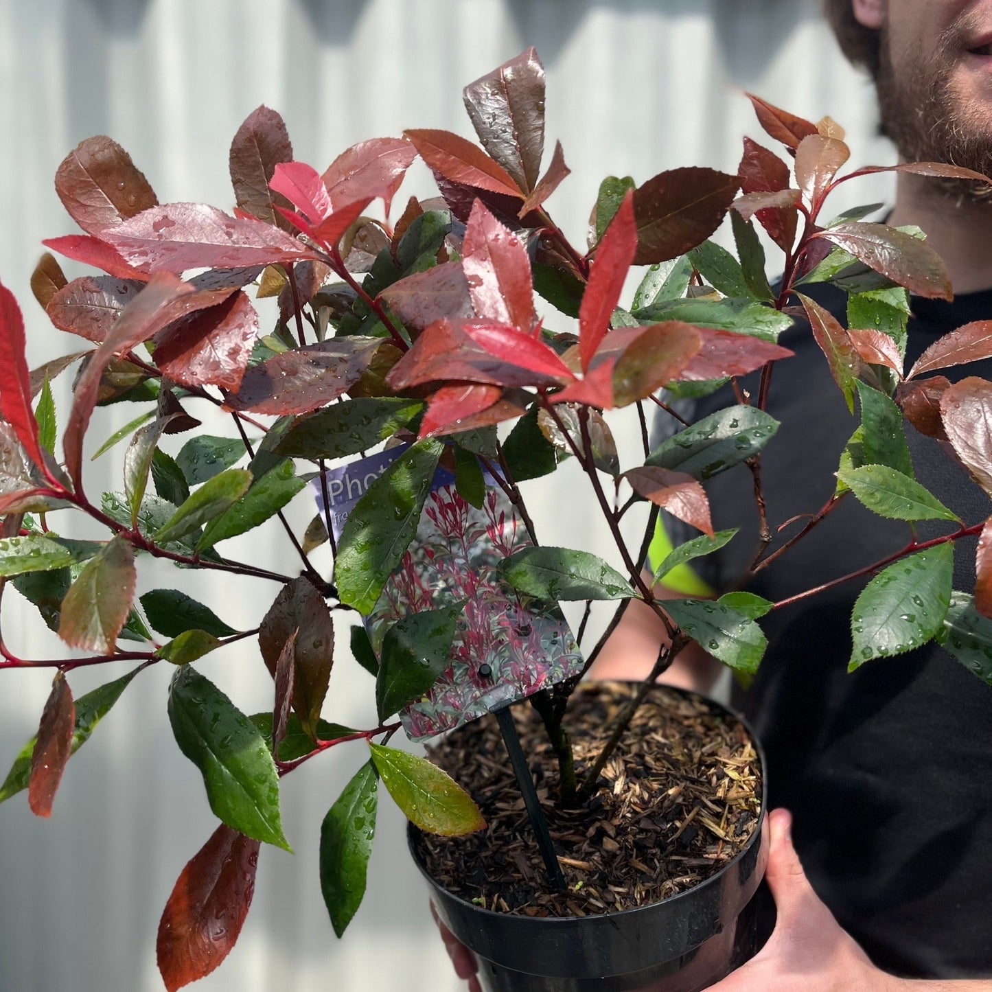 Photinia 'Carre Rouge' 9cm/2L