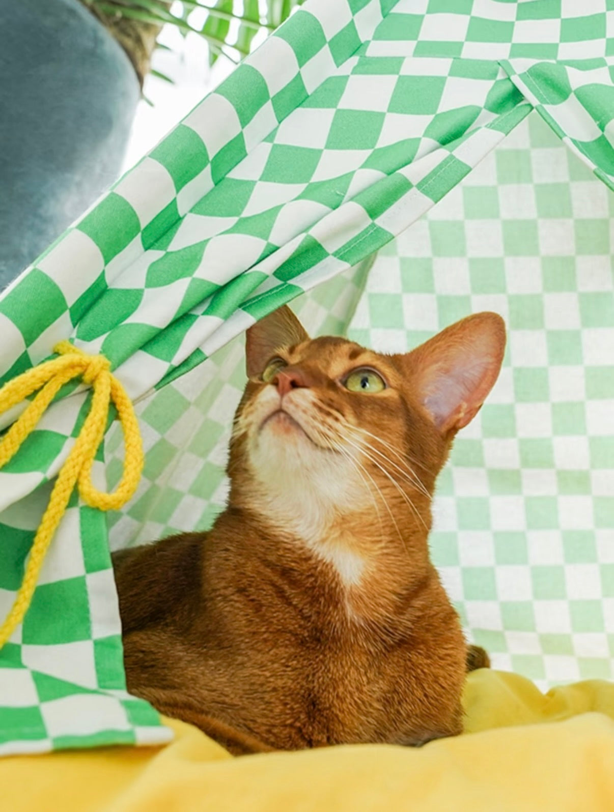 zeze Cat Camping Tent