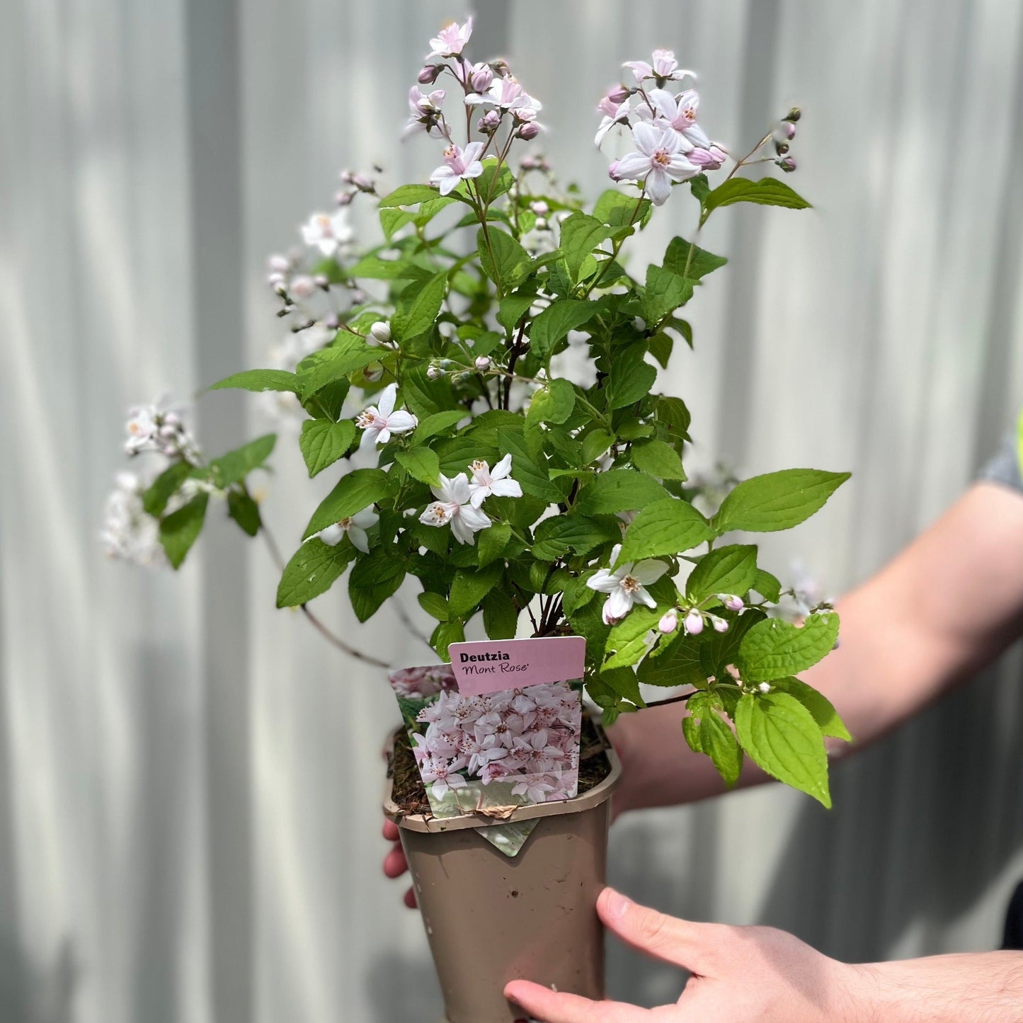 Deutzia 'Mont Rose' 1L / 2L