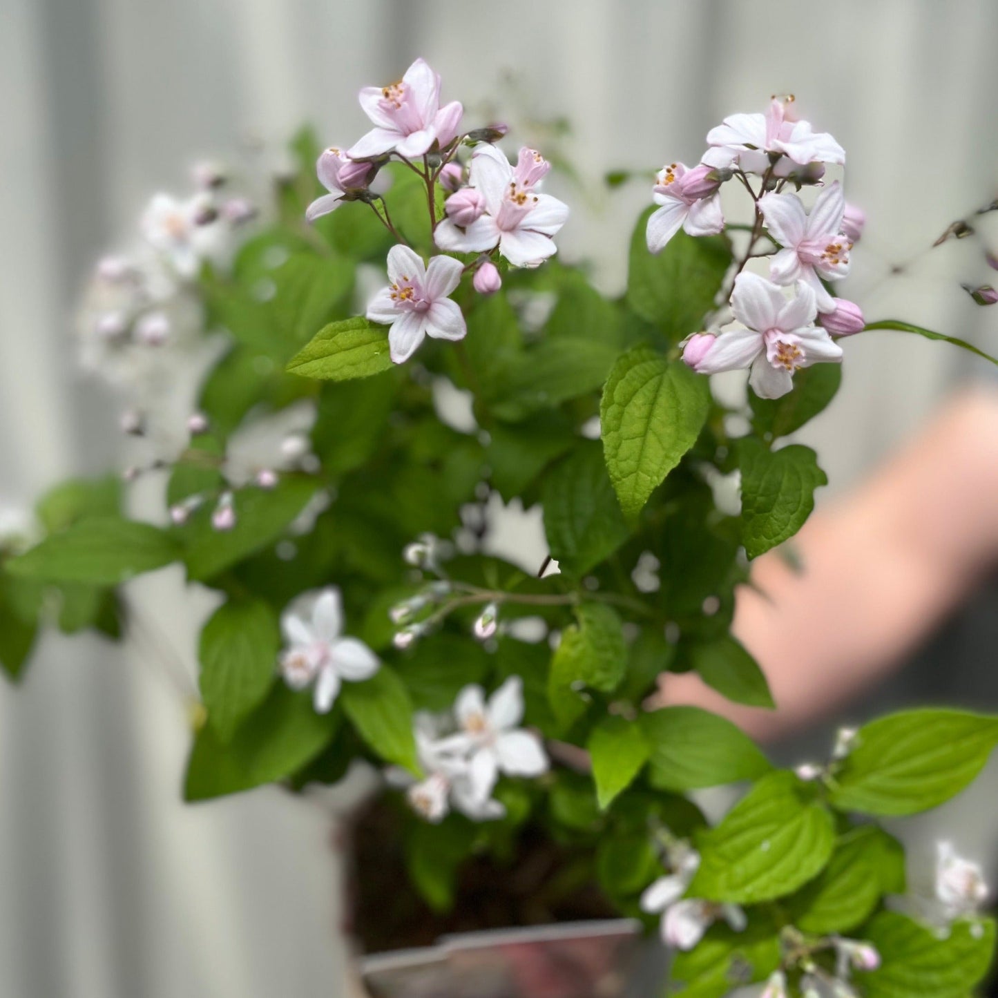 Deutzia 'Mont Rose' 1L / 2L