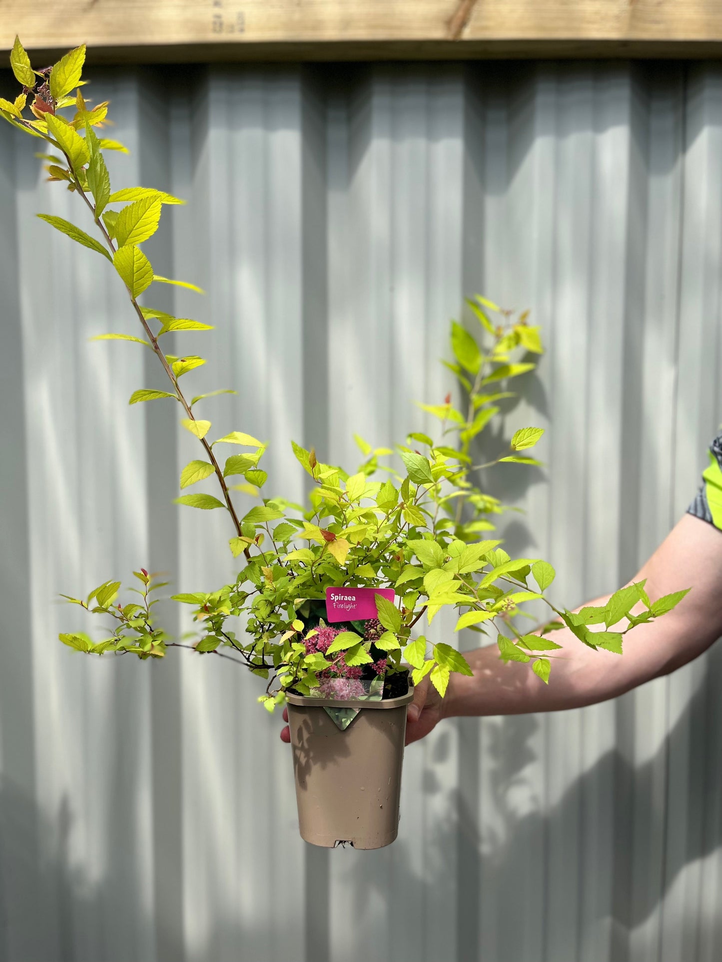 Spiraea japonica 'Firelight' 9cm / 1L / 2L