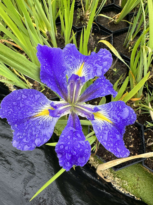 Iris Louisiana 'Heather Stream' - Marginal Pond Plants - MP054
