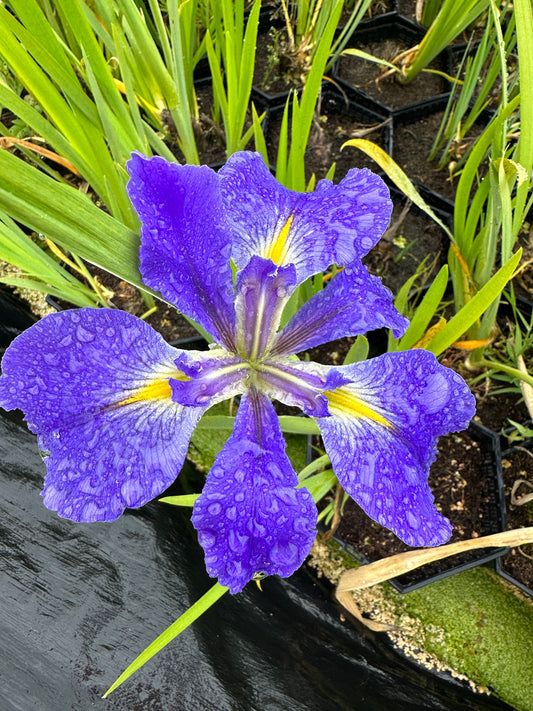 Iris Louisiana 'Heather Stream' - MP054 Packs