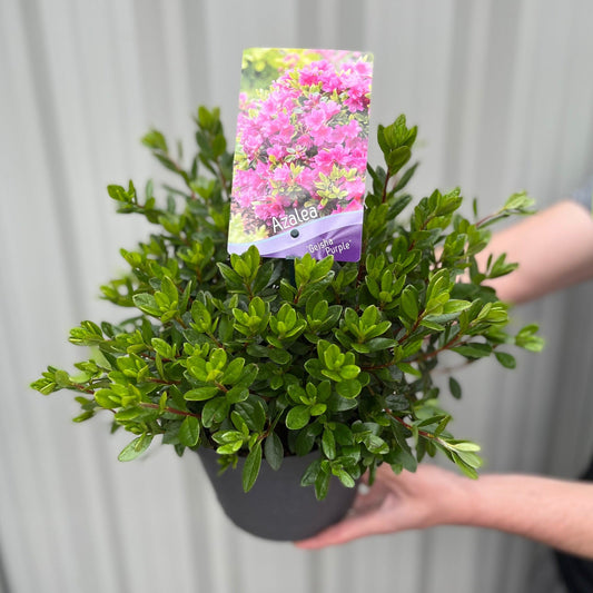 Azalea 'Geisha Purple' 1.5L / 2L