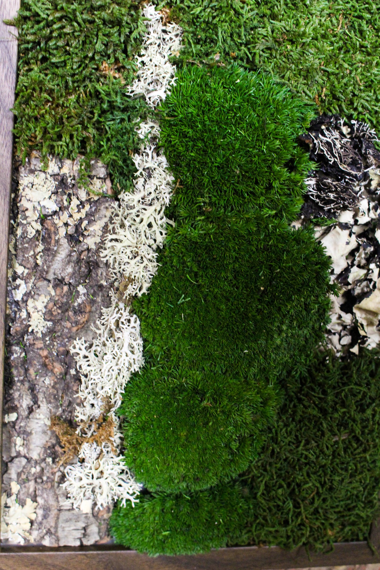 Preserved Moss Art - (Wooden Frame) A4 FR83