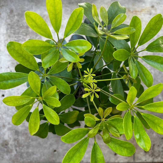 Schefflera arboricola 'Nora' (Umbrella plant)