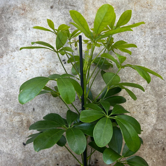 Schefflera arboricola 'Nora' (Umbrella plant)