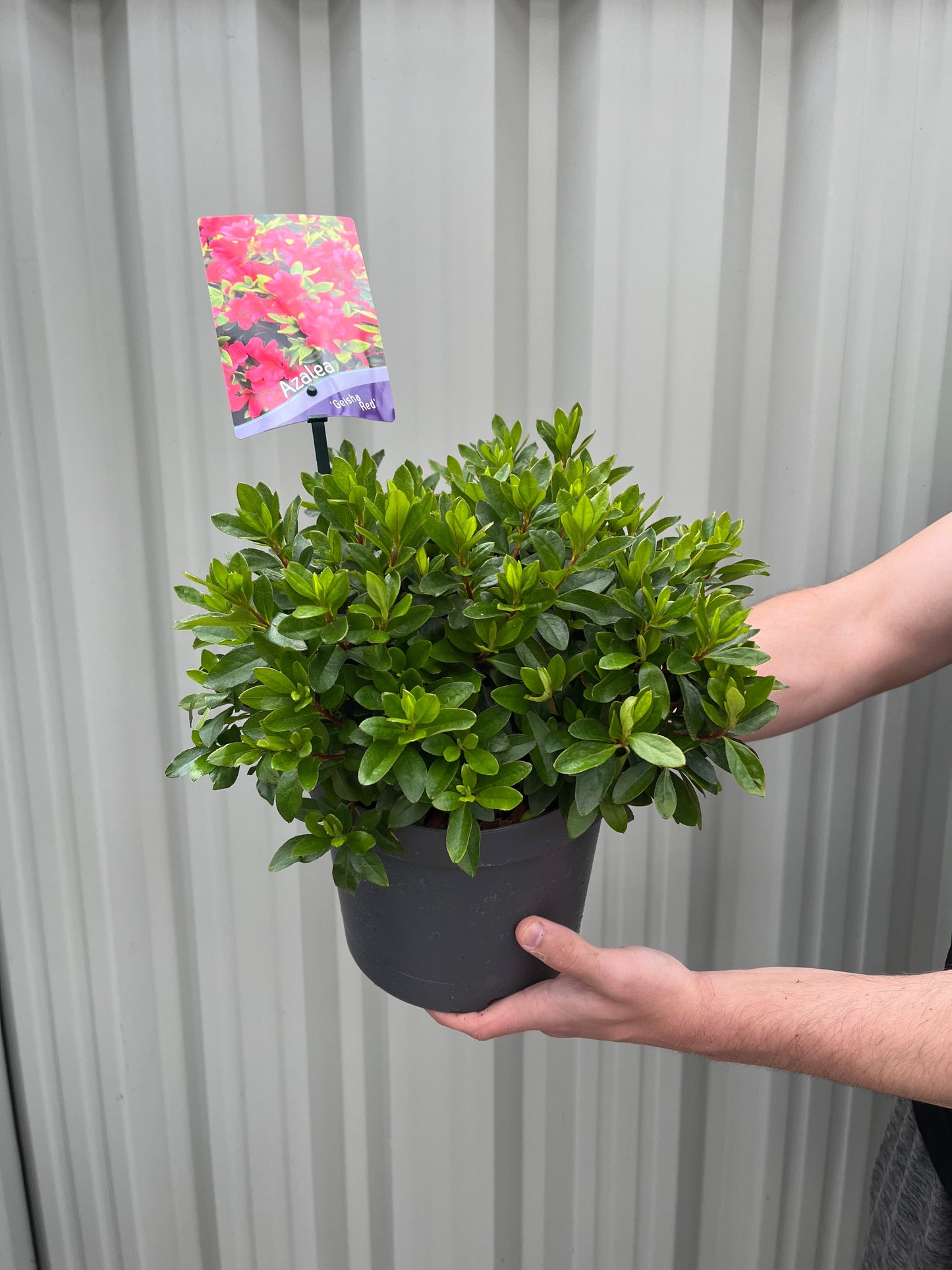 Azalea 'Geisha Red' 1/2L