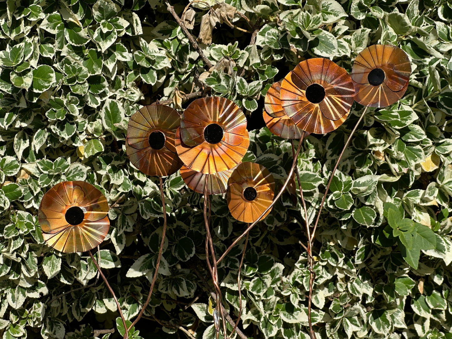 Copper Poppy Flower