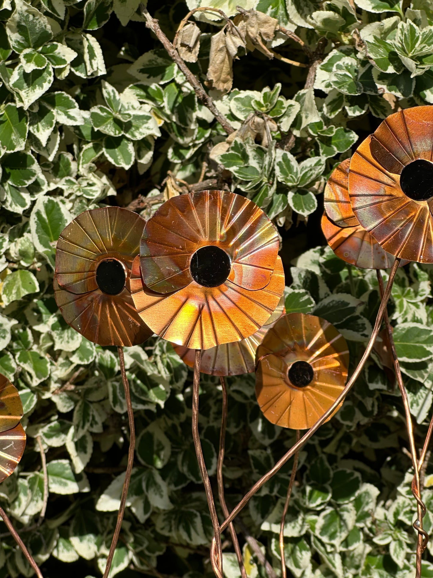 Copper Poppy Flower