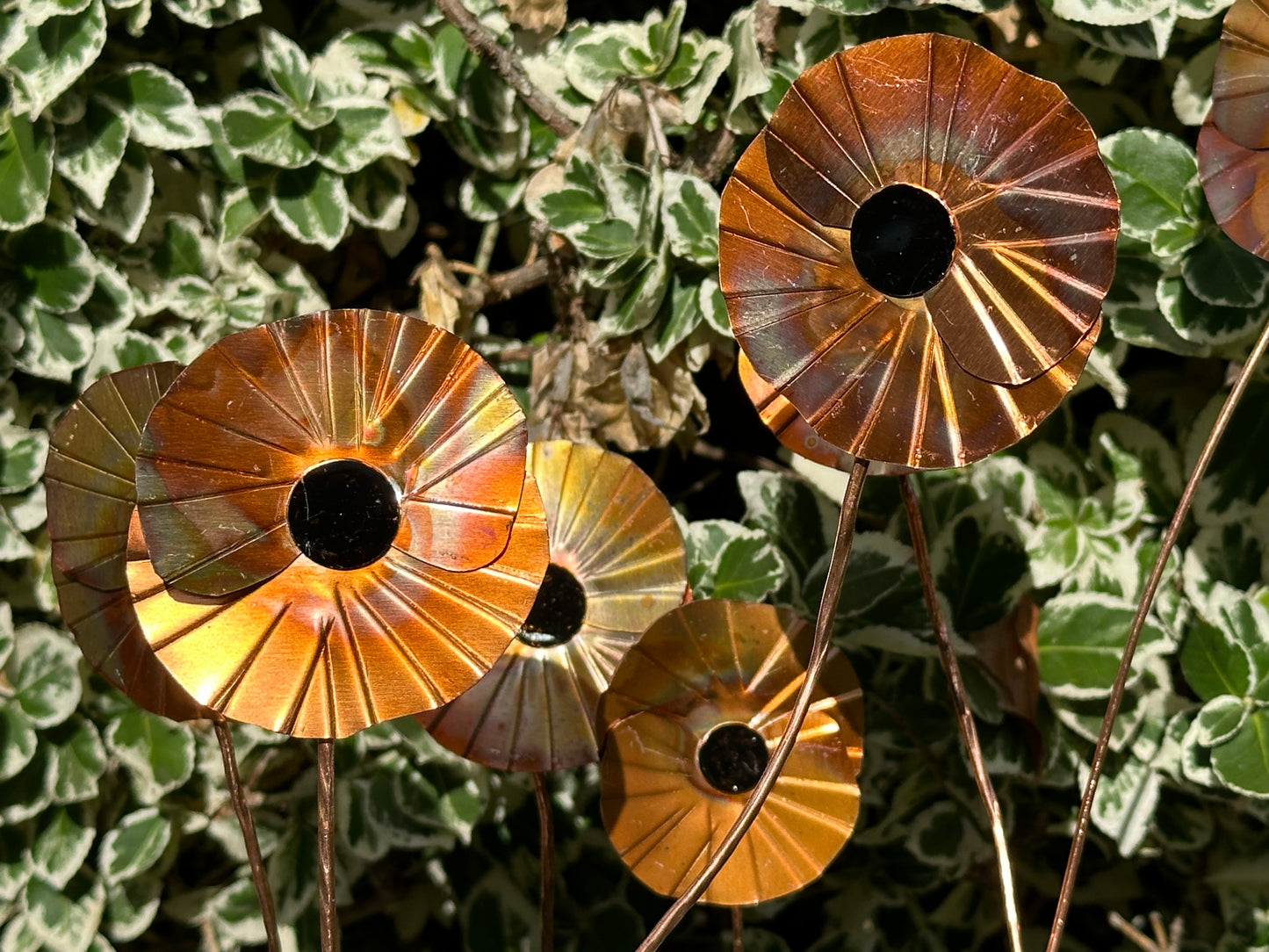 Copper Poppy Flower