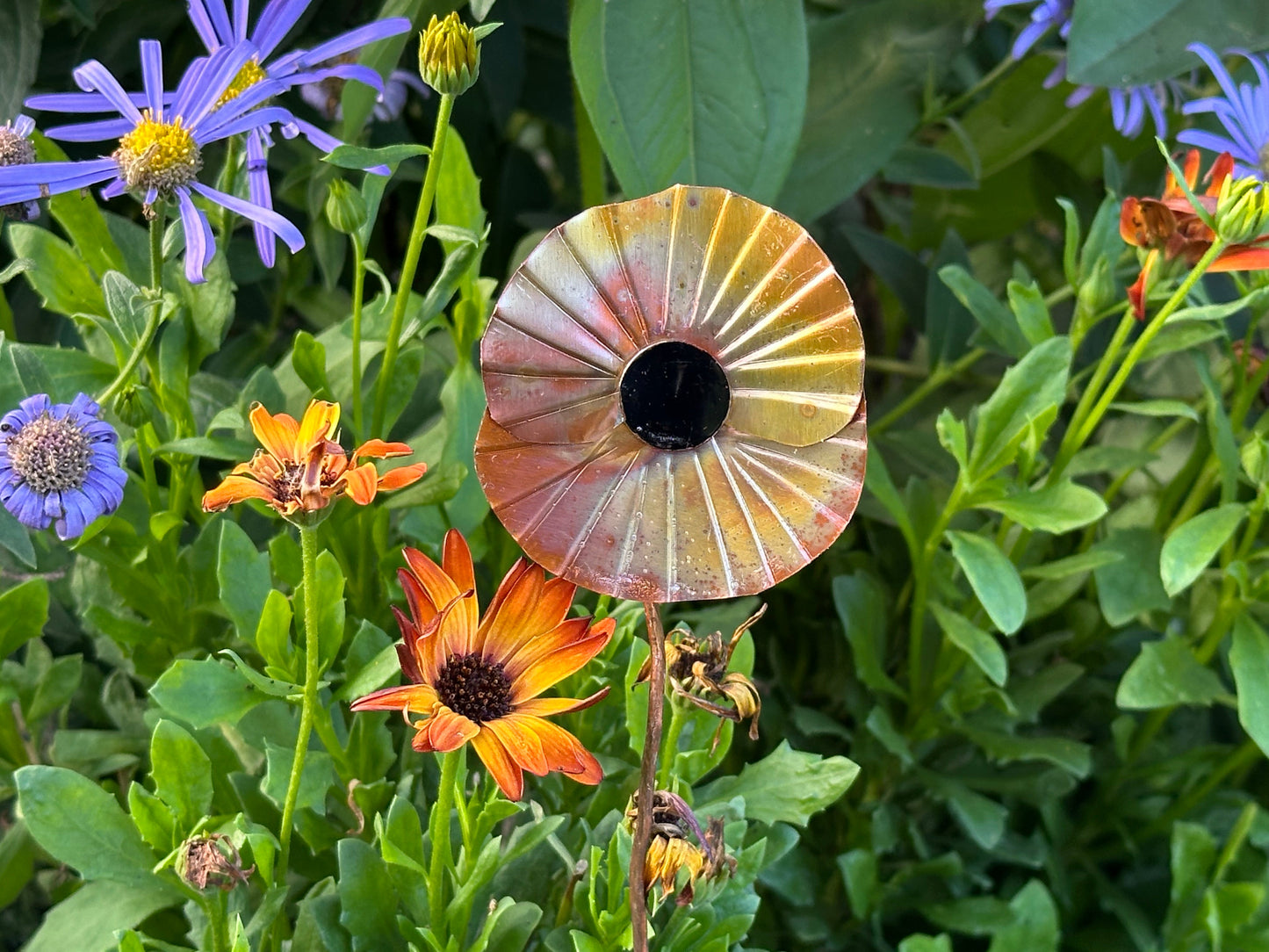 Copper Poppy Flower
