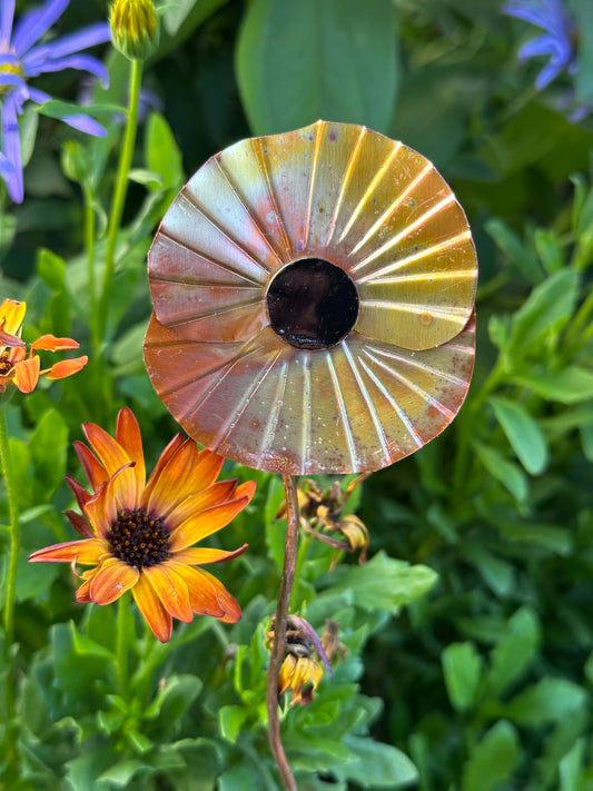 Copper Poppy Flower