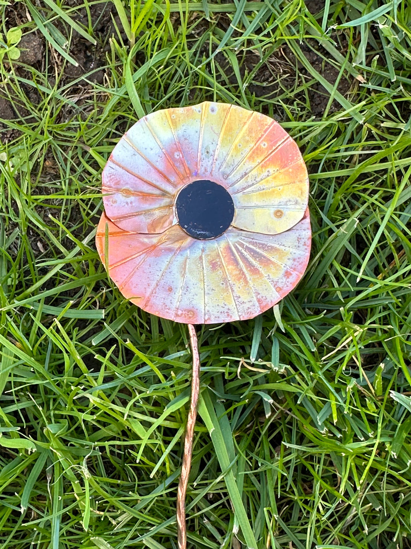 Copper Poppy Flower