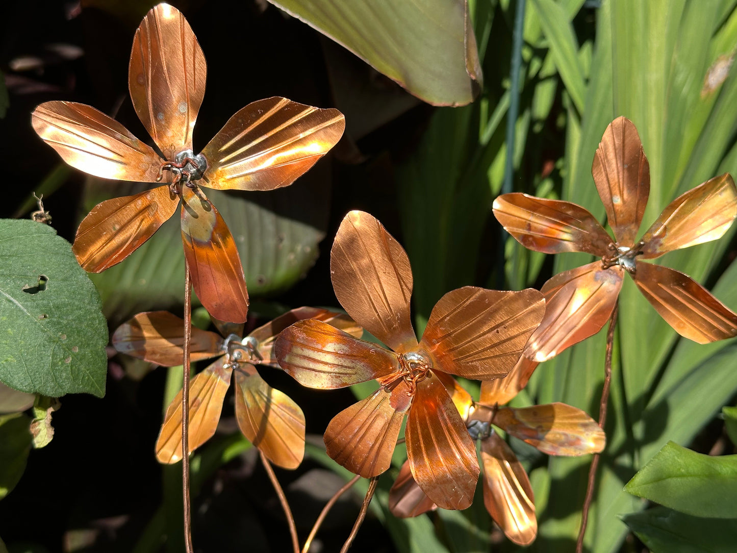 Copper Clematis Flower