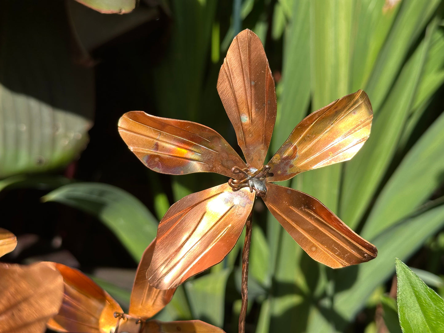 Copper Clematis Flower
