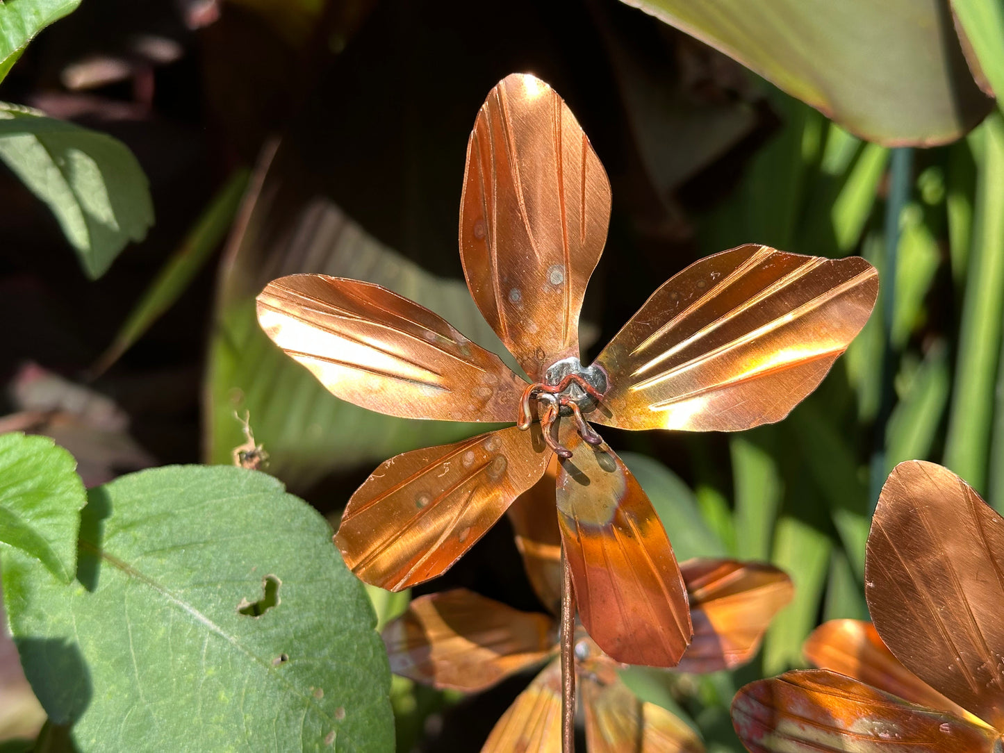 Copper Clematis Flower