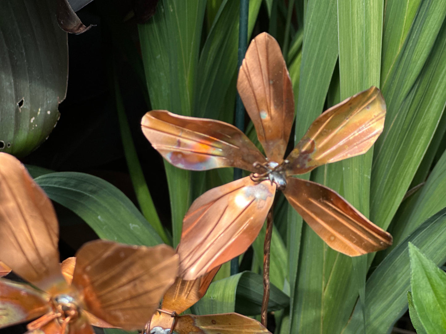 Copper Clematis Flower