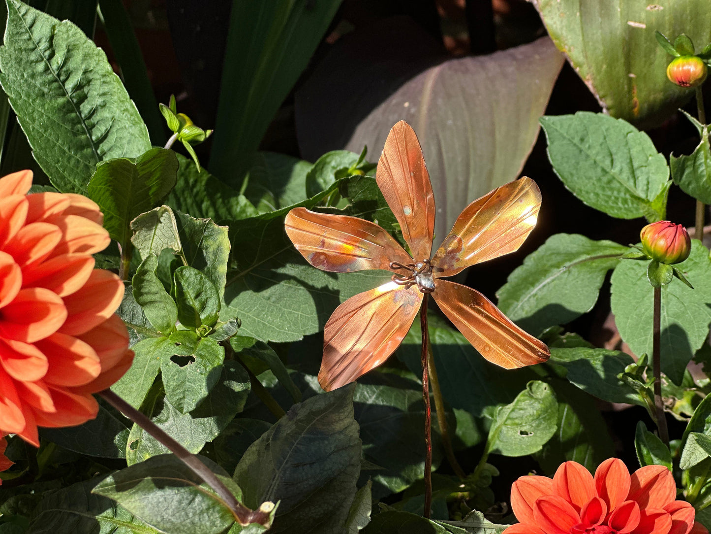 Copper Clematis Flower