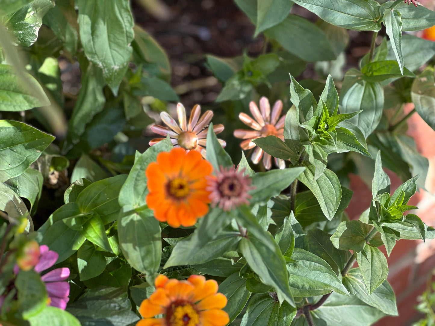 Copper Daisy Flower