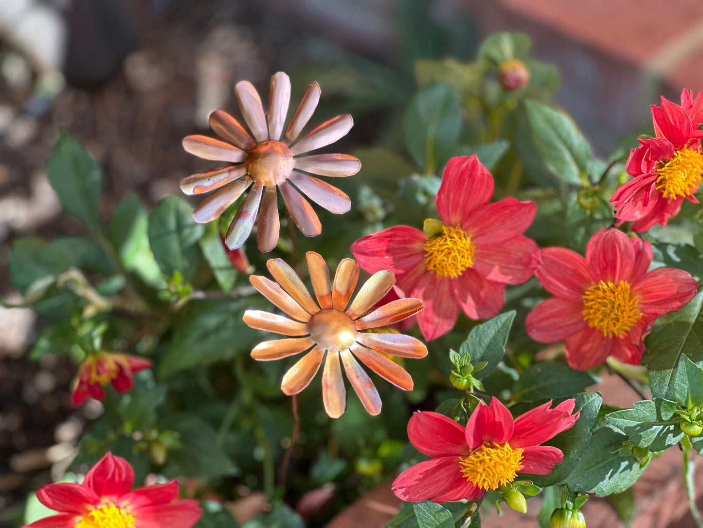 Copper Daisy Flower