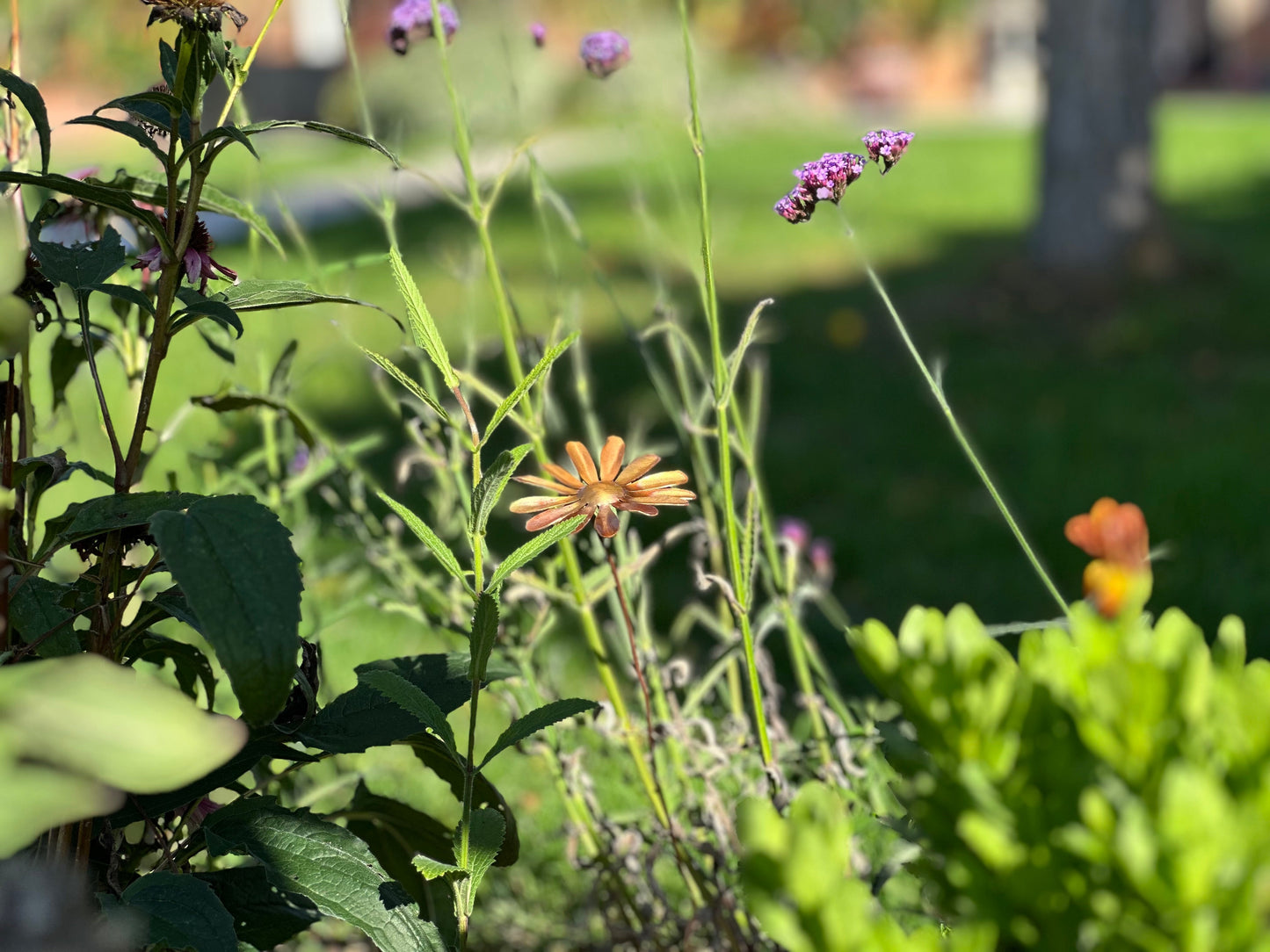 Copper Daisy Flower