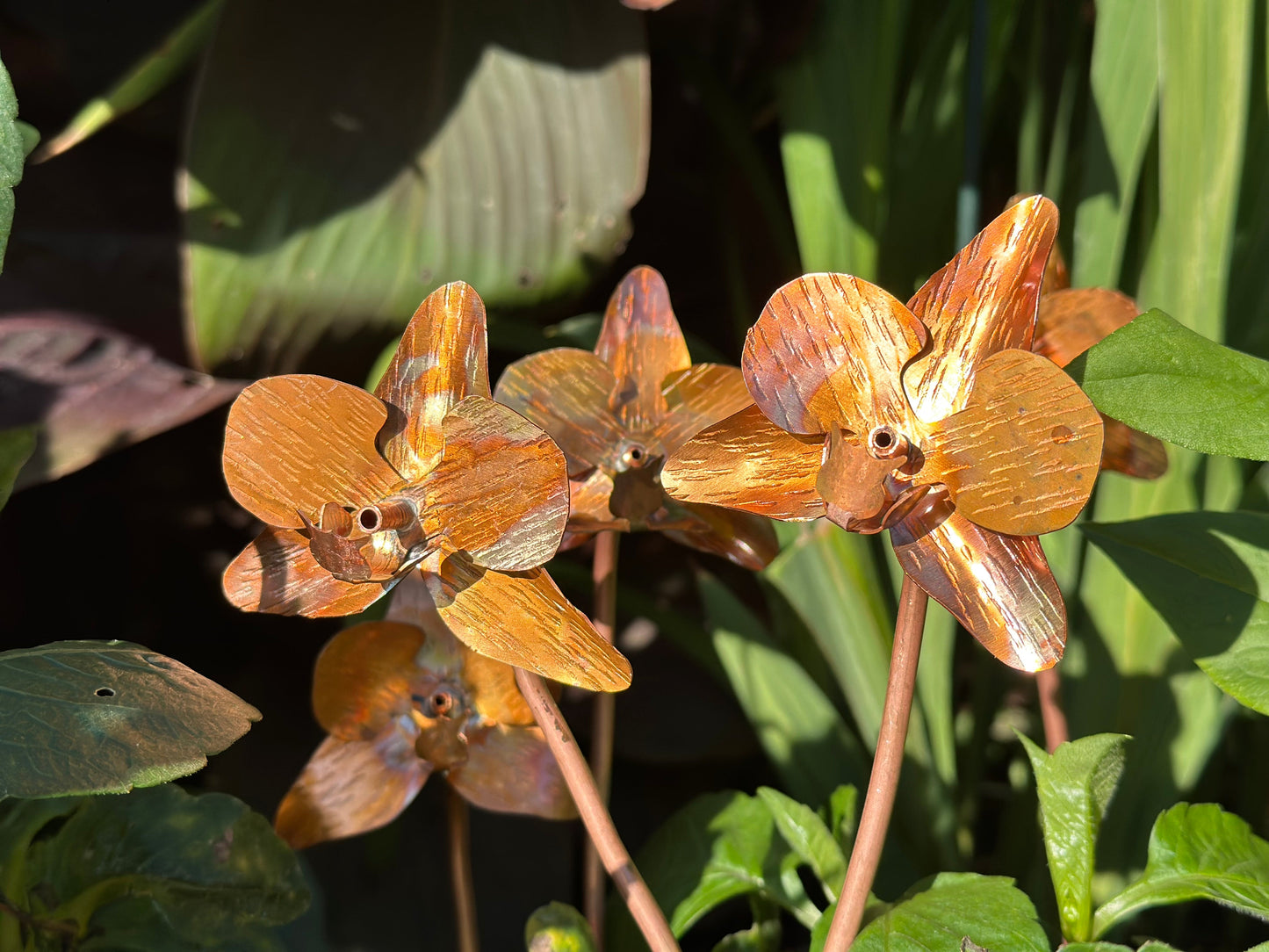 Copper Orchid Flower
