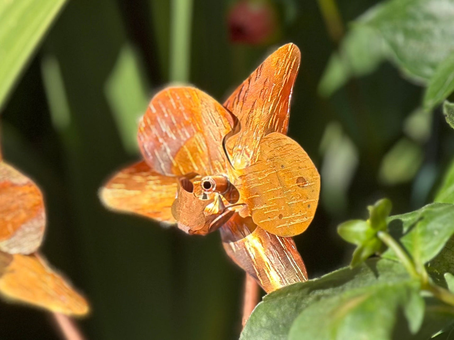 Copper Orchid Flower