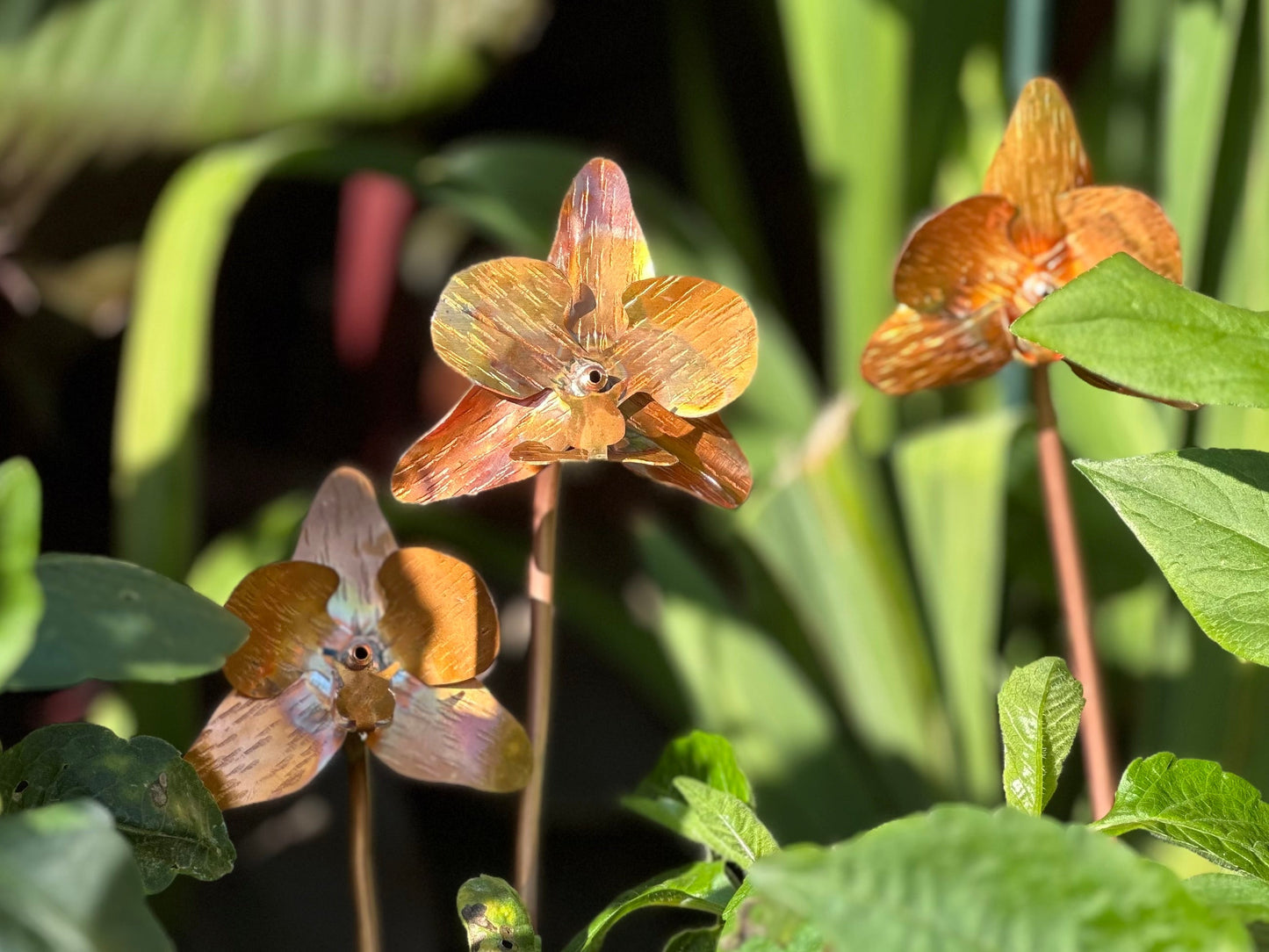 Copper Orchid Flower