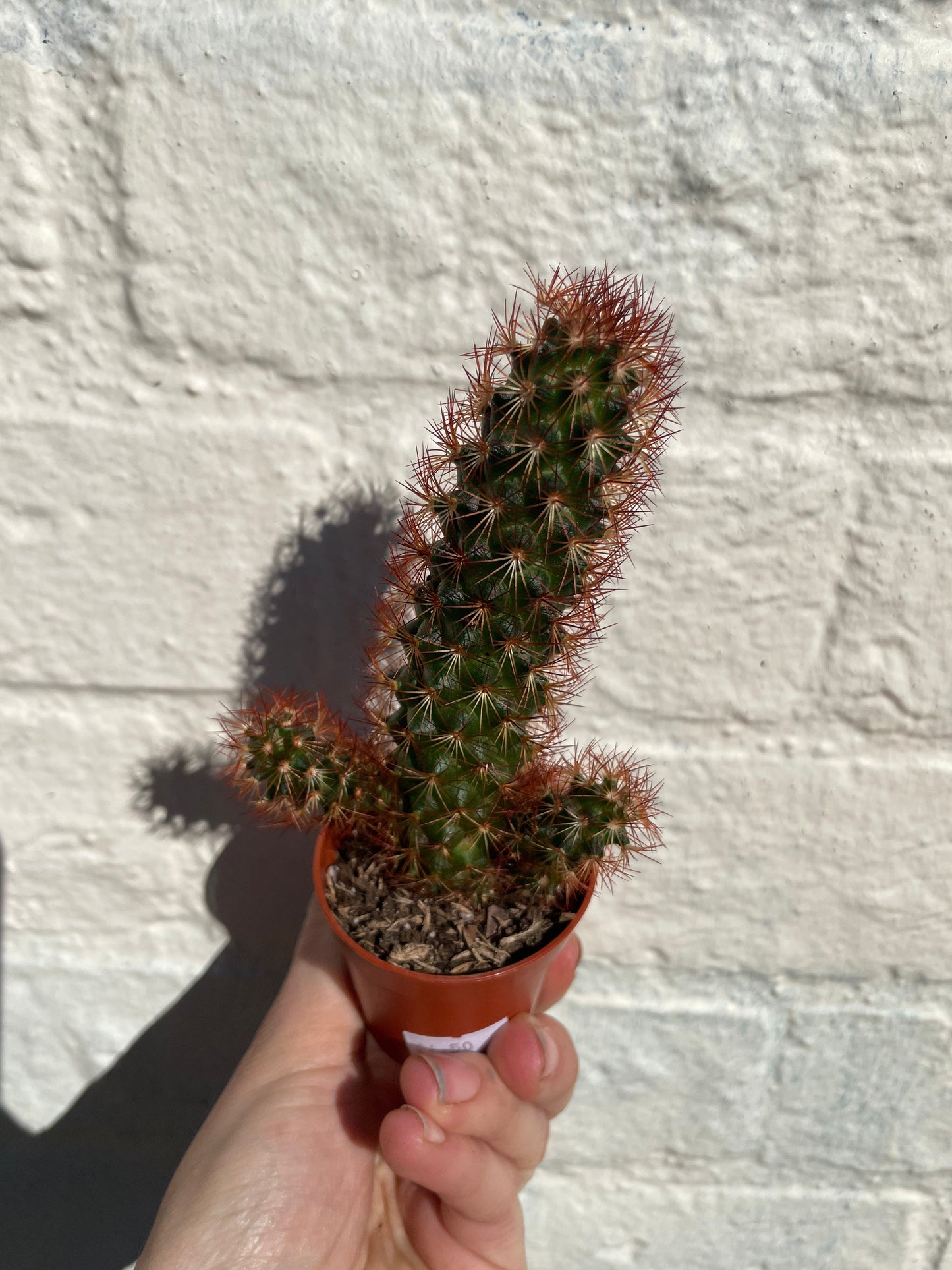 Mammillaria elongata (Ladyfinger Cactus) 2 varieties