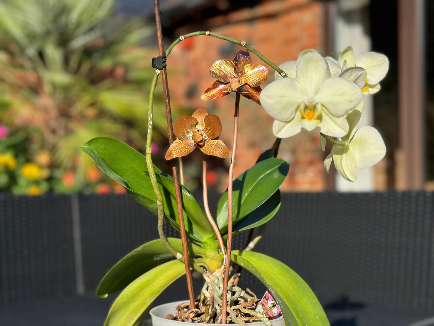 Copper Orchid Flower