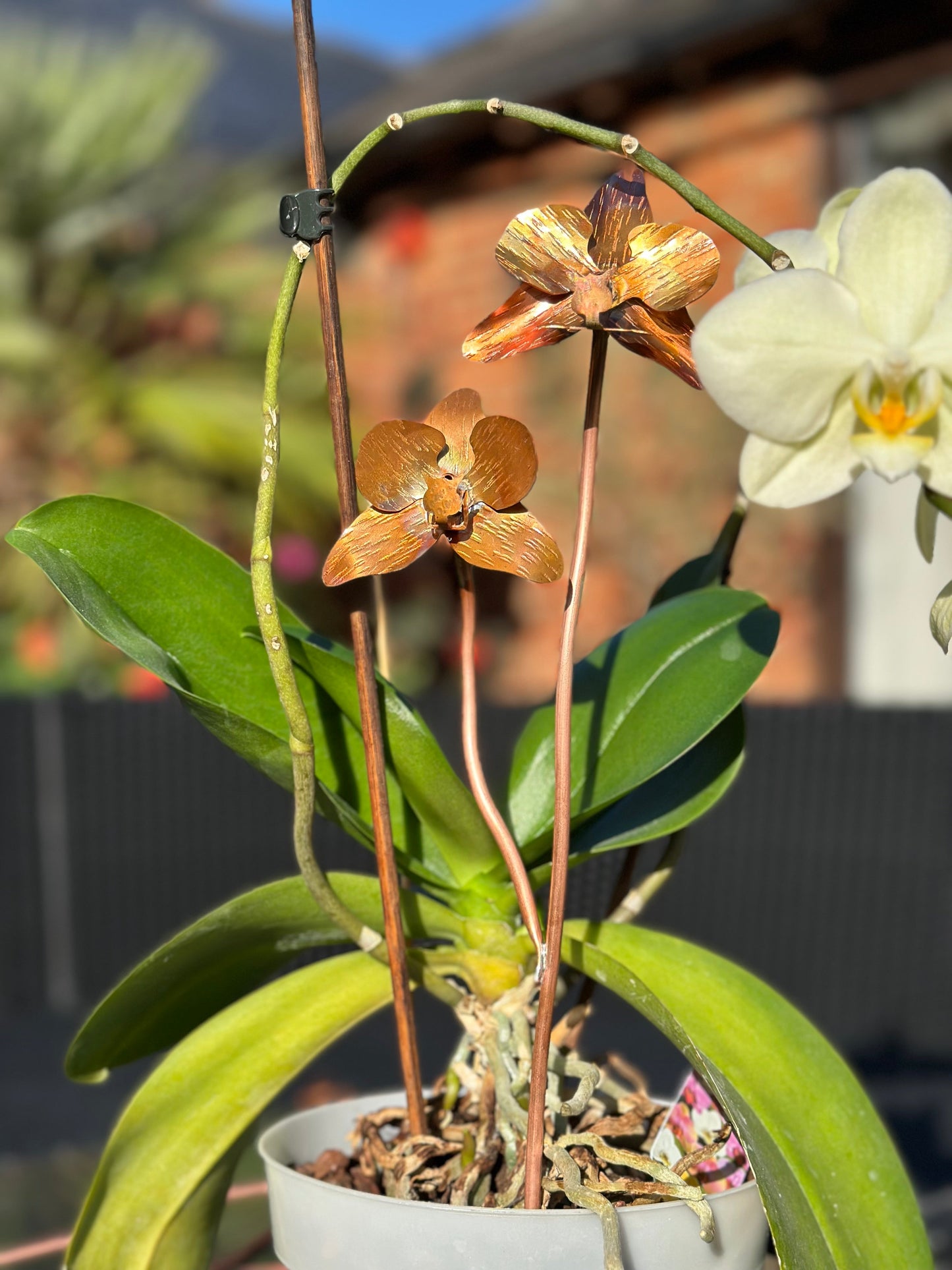 Copper Orchid Flower