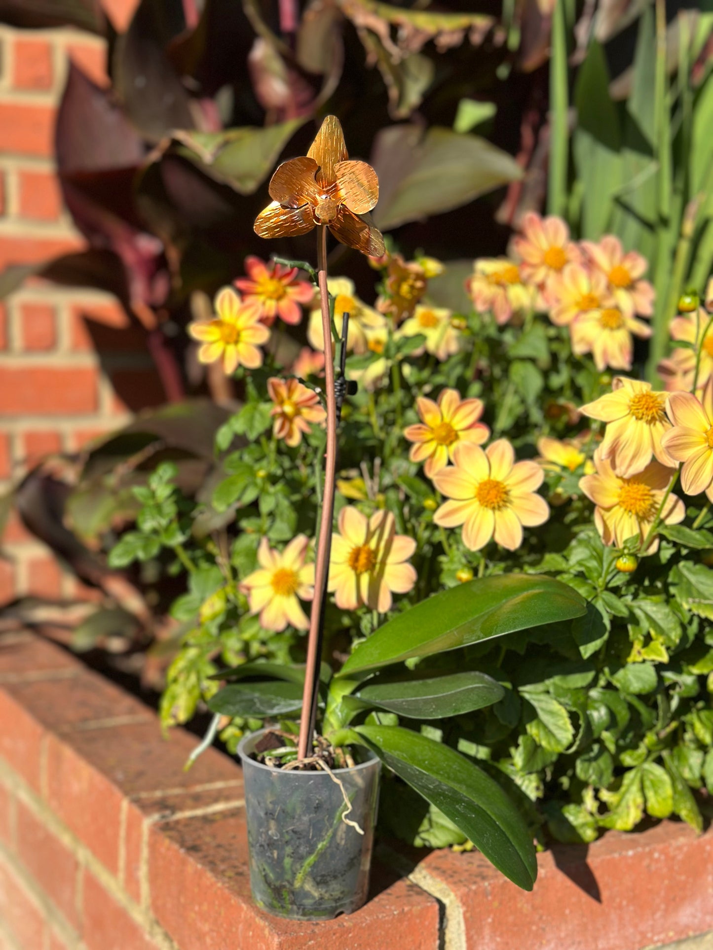 Copper Orchid Flower