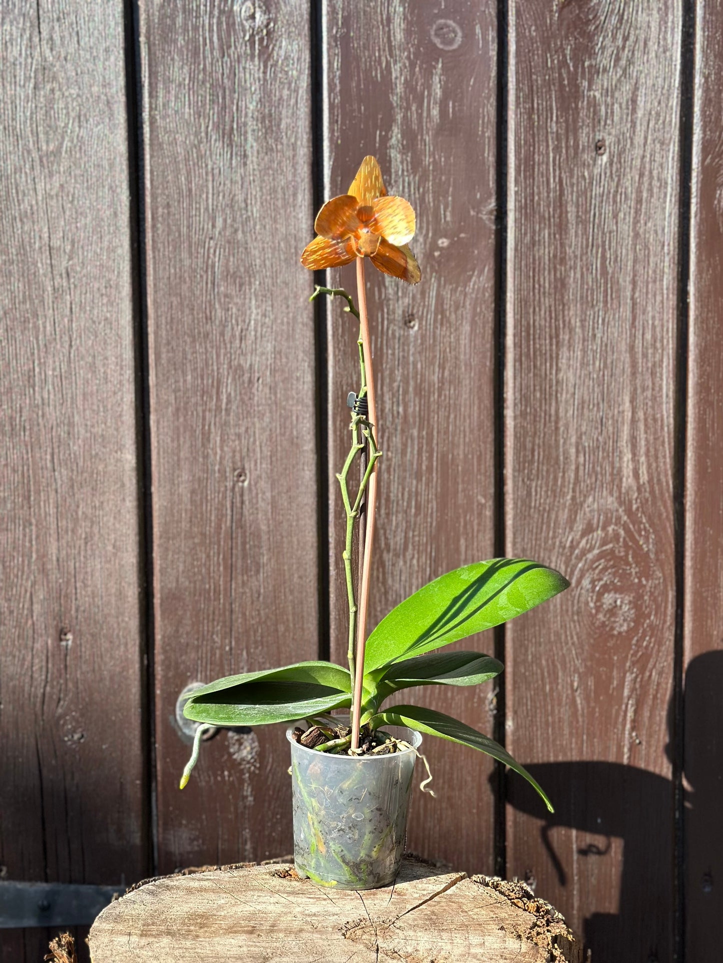 Copper Orchid Flower