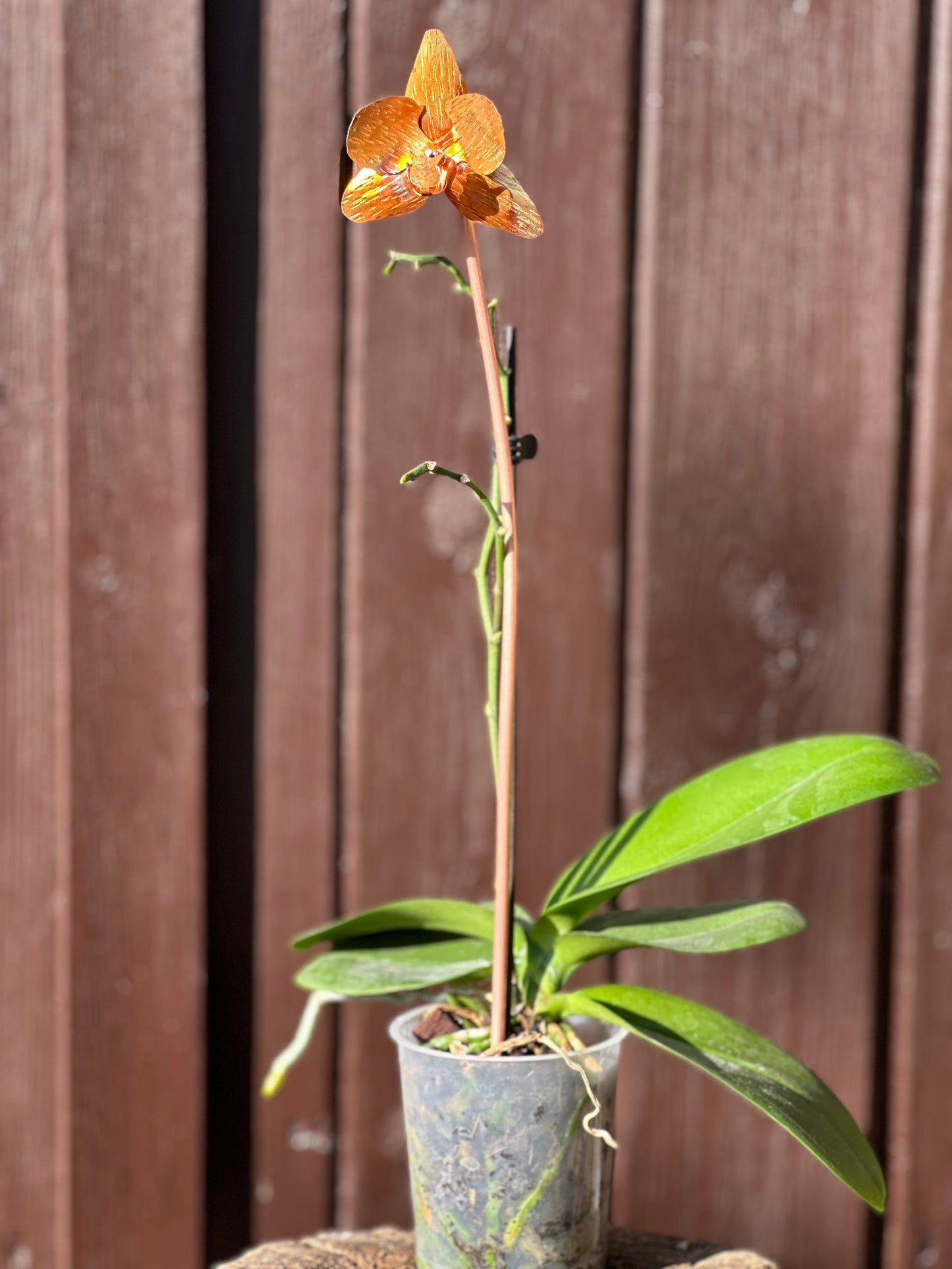 Copper Orchid Flower