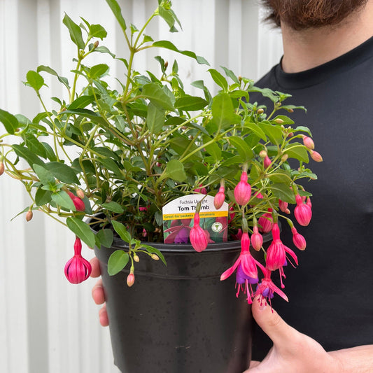 Hardy Fuchsia 'Tom Thumb' 9cm / 2L