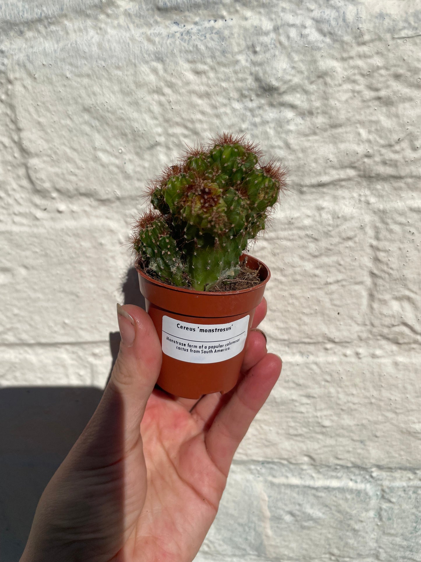 Cereus peruvianus 'monstrosus'