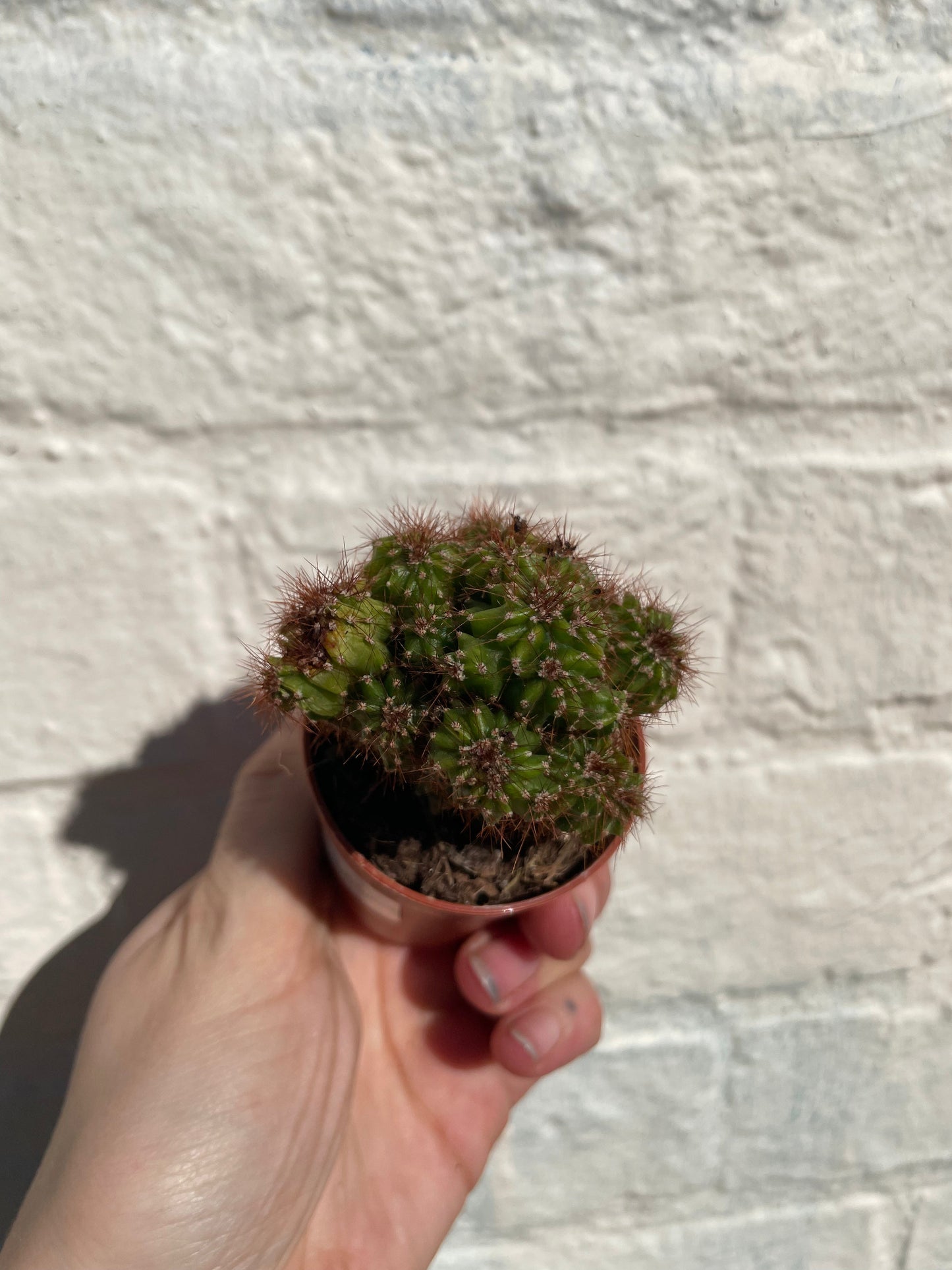 Cereus peruvianus 'monstrosus'