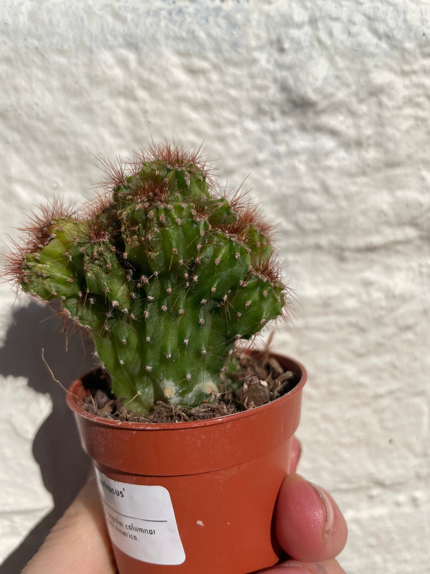 Cereus peruvianus 'monstrosus'